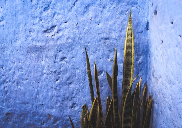 Green Potted Plant against Blue Rustic Wall - Download Free Stock Photos Pikwizard.com