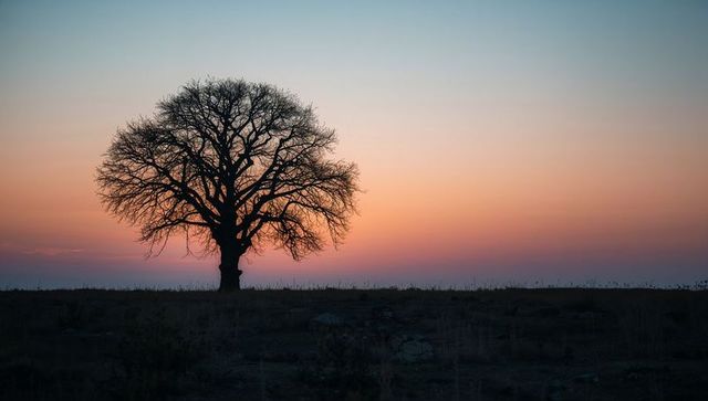 Solitary oak silhouette standing on open plain at pastel sunset gradient tranquil dusk