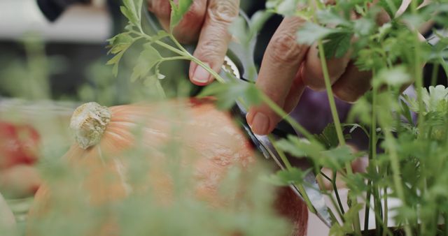 Senior cutting fresh pumpkin in vegetable garden - Download Free Stock Images Pikwizard.com