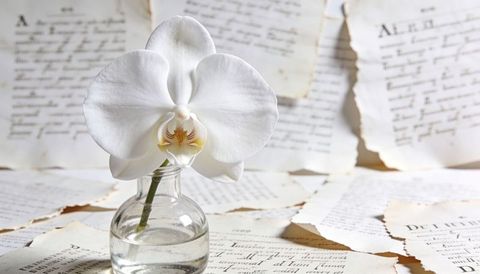 White phalaenopsis orchid bloom in glass bottle on torn vintage pages minimal still life