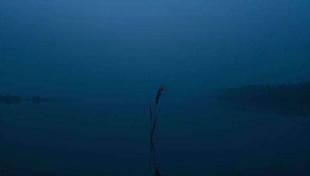 Lonely reed reflecting on glassy blue lake at dawn with soft fog and minimalist calm