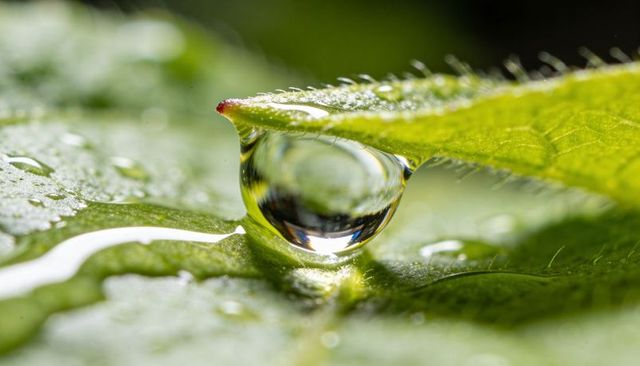 Macro water droplet refracting leaf veins on green plant with trichomes and dew closeup
