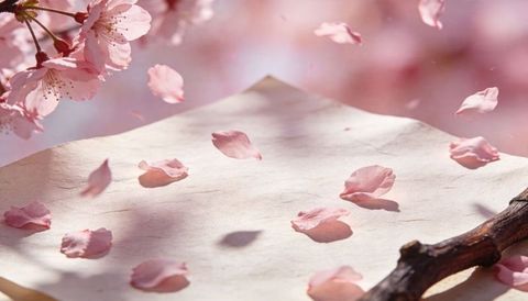 Cherry blossom petals floating over textured parchment with twig in soft spring light