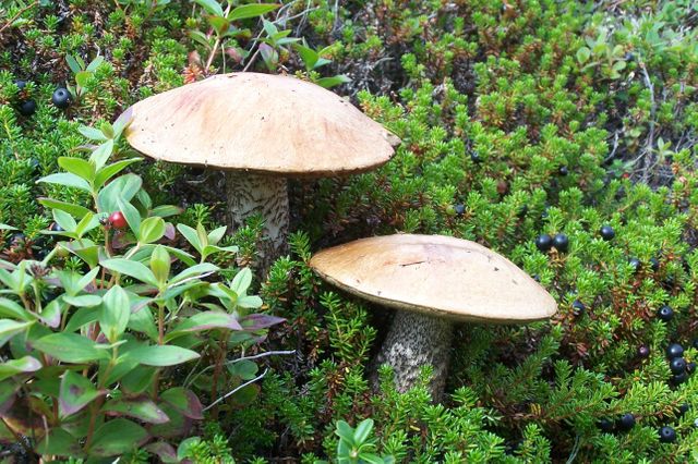 Features two wild mushrooms growing amidst dense green vegetation and small plants. Ideal for use in nature documentaries, educational materials about fungi, forest habitats, and ecological studies.
