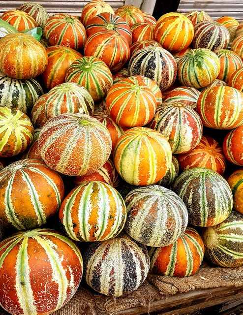 Vibrant, striped African melons are stacked in abundance at a marketplace. Showcasing their natural patterns and colors, these exotic fruits can be perfect for marketing campaigns focused on healthy eating, organic produce, or diverse food cultures. This vibrant scene can also be used in blogs, food magazines, or agricultural presentations.