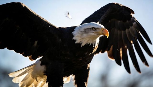Bald eagle spreading wings in sunlit high flight over blue sky, majestic close-up of beak