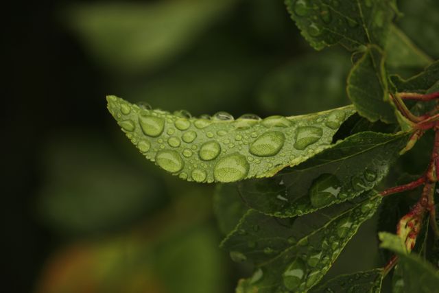 Photo showcases a close-up view of a green leaf covered with clear water droplets after rain, highlighting its texture and freshness. Useful for environmental themes, nature-related content, gardening blogs, or illustrating natural beauty.