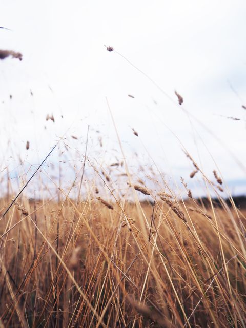 Golden Ears of Wild Rye in Autumn Field under Cloudy Sky - Download Free Stock Images Pikwizard.com