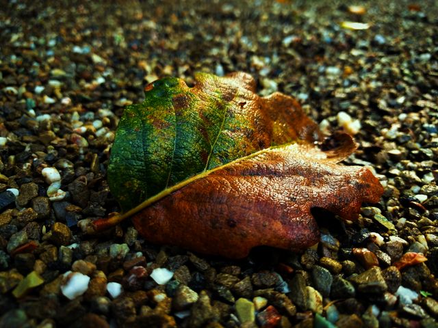 Close-up of a single colorful autumn leaf lying on a pebbled ground. Perfect for illustrating fall season, nature themes, seasonal changes, or as a decorative element in autumn-related projects.