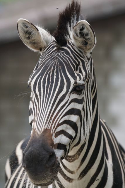 Close-up view of zebra with distinctive black and white stripes. Perfect for wildlife conservation campaigns, educational materials, travel brochures, or nature-themed artwork.