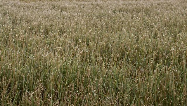 Swaying dewy tall grass creating textured meadow carpet under soft overcast morning light
