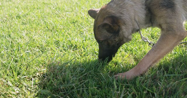 A German Shepherd sniffs the grass outdoors. Capturing a moment of a dog's natural behavior can reflect its curiosity and instinctual habits.