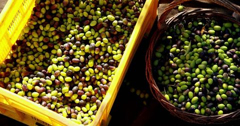 Varied Colored Freshly Harvested Olives in Basket and Crate