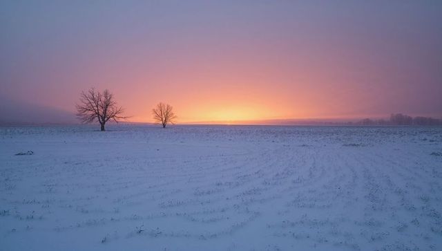 Sunrise Glowing Over Snowy Field with Two Bare Trees Standing in Silhouette