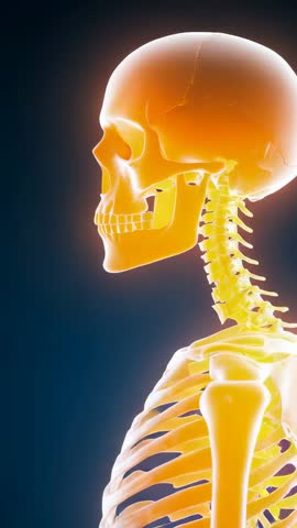 Skeleton model shifting from blue to orange with glowing cervical spine in vertical medical animatio
