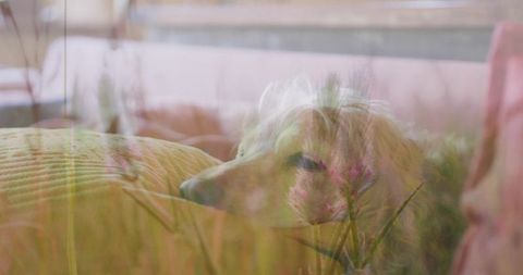 Dreamy Dog Relaxing Amidst Floral Visions