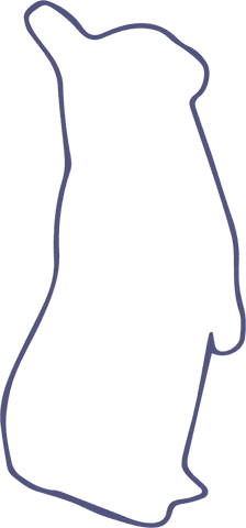 Penguin Outline Illustration on Transparent Background - Download Free Stock Videos Pikwizard.com