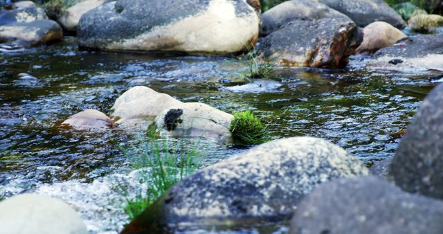 Smooth stones are partially submerged in a clear stream, with some rocks covered in vibrant green moss. It's a tranquil natural scene that evokes the serenity of a gentle flowing river in a forested area.
