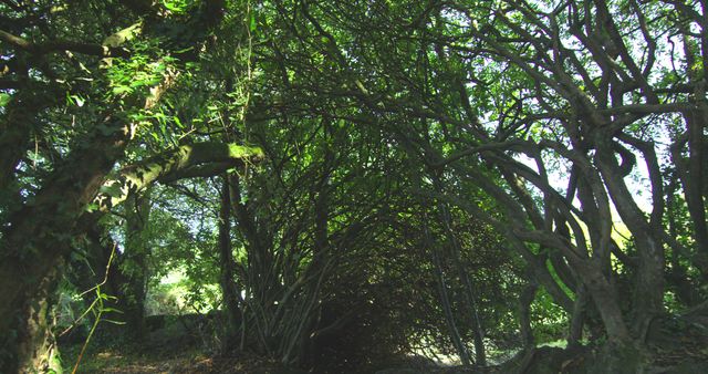 This image showcases a dense, tropical forest with trees forming a natural arch, allowing dappled sunlight to filter through the leaves. Ideal for use in environmental conservation campaigns, nature-themed projects, tourism promotions, outdoor adventure advertisements, and calming nature video backgrounds.