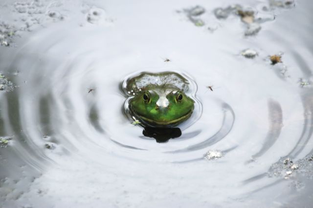 Green Frog in Pond with Water Ripples and Insects - Download Free Stock Photos Pikwizard.com
