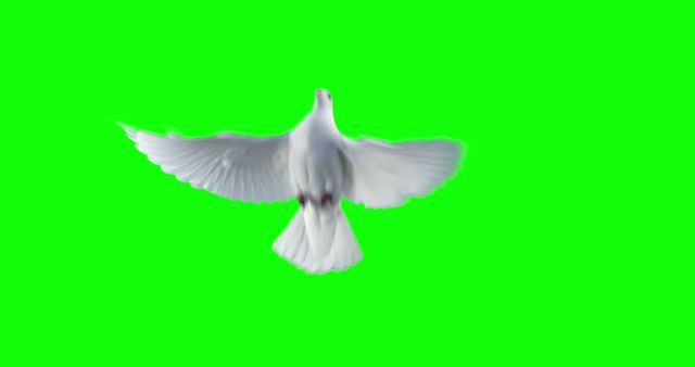 A white dove is captured in mid-flight against a vibrant green background, with copy space. Its wings are spread wide, symbolizing peace or freedom.