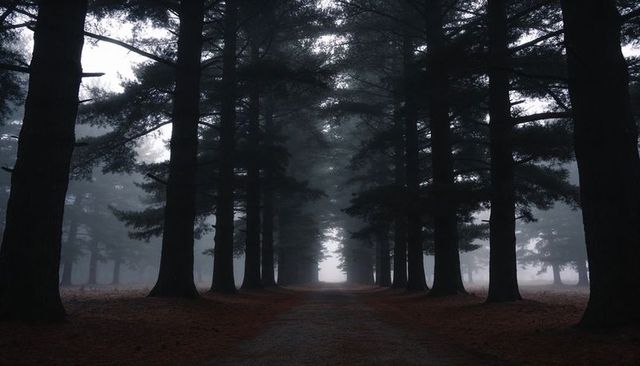 Misty pine avenue leading to bright light, framing receding tree tunnel on moody forest trail