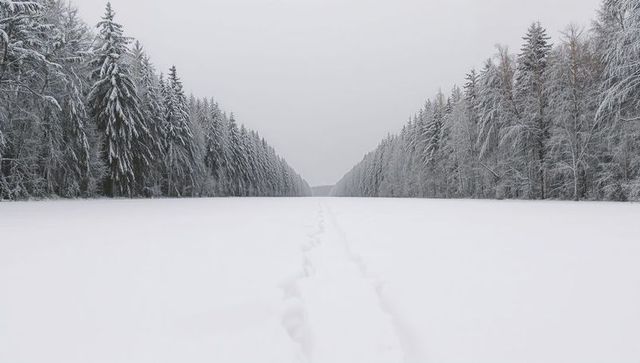 Single-file footprints leading through snow-covered conifer forest corridor toward distant horizon