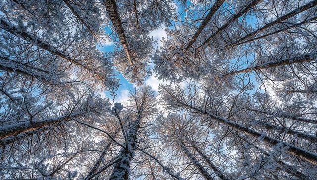 Snow-covered pine canopy reaching skyward with radial perspective and blue winter sky