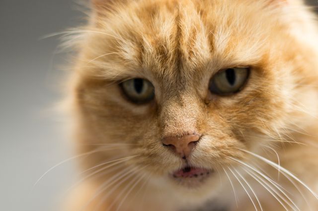Ginger cat gazing intently with detail on fur and whiskers. Ideal for pet care blogs, veterinary websites, and promotional materials related to cat products. Use in social media for cute and engaging animal content.