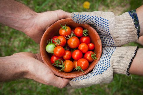 Sharing fresh cherry tomatoes in clay bowl hands passing garden harvest wearing gloves