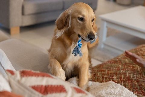 Golden retriever holding rope toy on cozy sofa responding to playful human hand