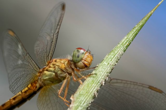 Close-up shot of a dragonfly clinging to a grass blade on a clear sunny day. This macro photograph highlights the intricate details of the dragonfly's wings and body, exemplifying the beauty of nature. Ideal for use in educational materials, nature documentaries, and websites focusing on wildlife, entomology, and outdoor activities.