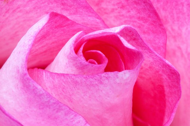 This close-up of pink rose petals captures the delicate and soft nature of a rose bloom. Ideal for use in floral design projects, romantic themes, or nature-focused presentations. Can be used as background imagery for greeting cards, wallpapers, or website design emphasizing beauty and elegance.