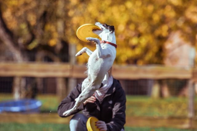 Dog Jumping to Catch Frisbee in Park on Sunny Autumn Day - Download Free Stock Images Pikwizard.com