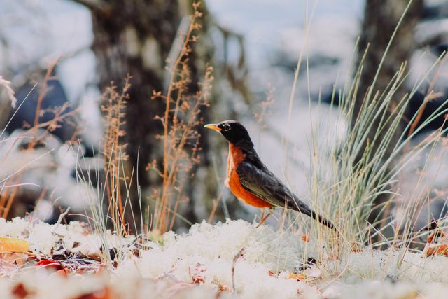 Robin Standing on Mossy Forest Floor in Winter - Download Free Stock Photos Pikwizard.com