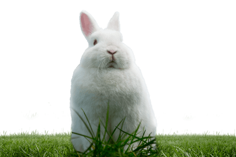 Cute Rabbit Sitting on Grass Transparent Illustration - Download Free Stock Videos Pikwizard.com