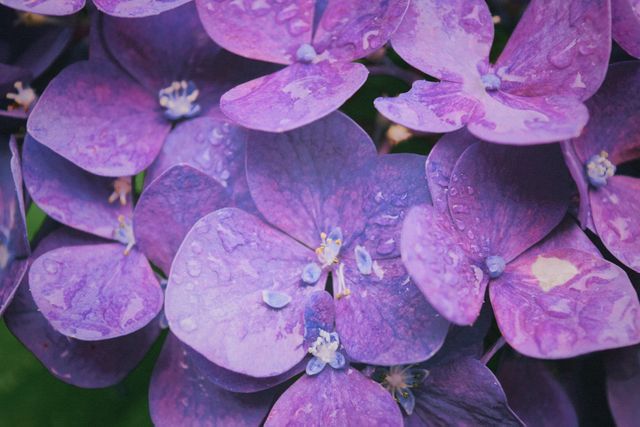 Purple hydrangea flowers with water droplets on petals captured in close-up detail. Perfect for use in botanical presentations, nature-themed decor, gardening blogs, or floral background designs to emphasize natural beauty and vivid colors.