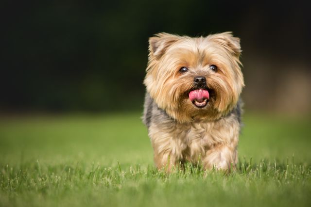Yorkshire Terrier walking on grass outdoors with tongue out. Ideal for pet care blogs, veterinary ads, dog grooming services, or uplifting social media posts celebrating pets.