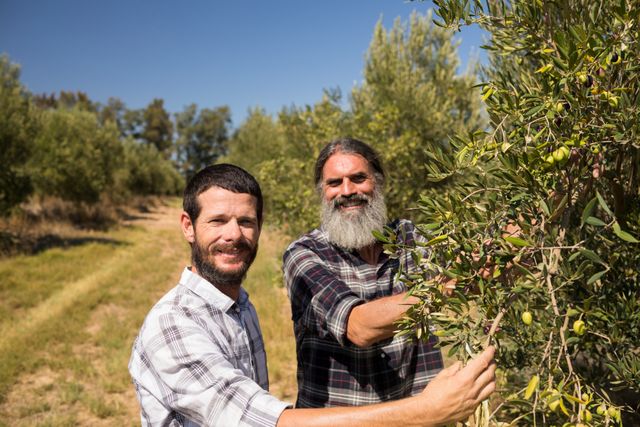 Two happy farmers examining olive trees in an orchard, showcasing teamwork and friendship in a rural setting. Ideal for use in agricultural promotions, organic farming advertisements, and articles on sustainable farming practices.