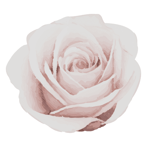 Transparent pale blush rose vector showing layered spiral petals for branding & print