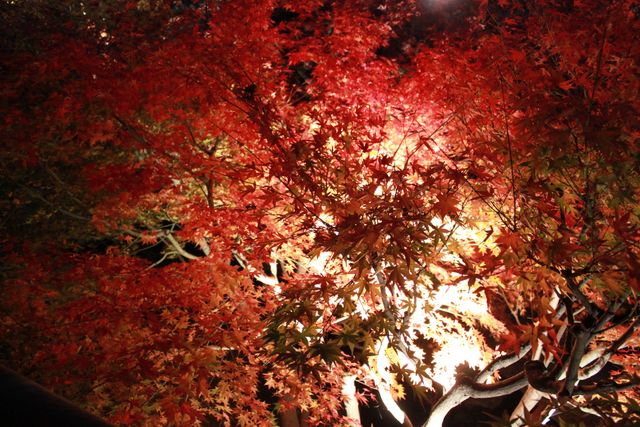 Japanese maple tree displaying vibrant red and orange leaves during autumn, illuminated by artificial light at night. Ideal for use in nature magazines, seasonal décor, or as a representation of fall's beauty.
