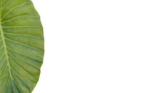 close-up of single green leaf with transparent background - Download Free Stock Videos Pikwizard.com