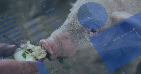 Piglet nosing hand for apple with blue data overlay showing agritech analytics