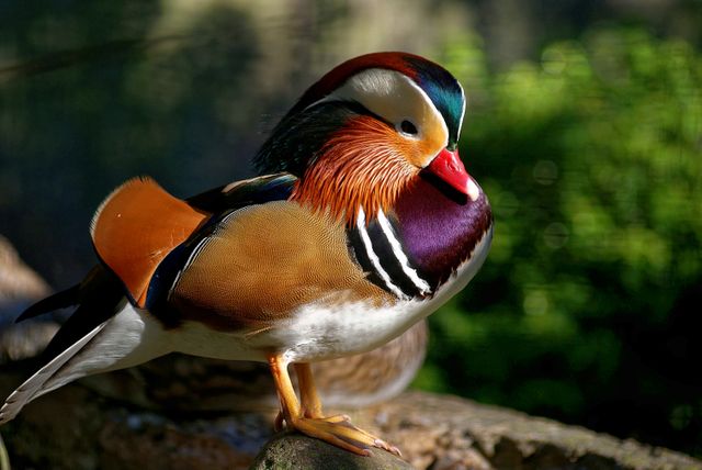 Colorful Mandarin Duck Resting on Sunlit Branch - Download Free Stock Photos Pikwizard.com