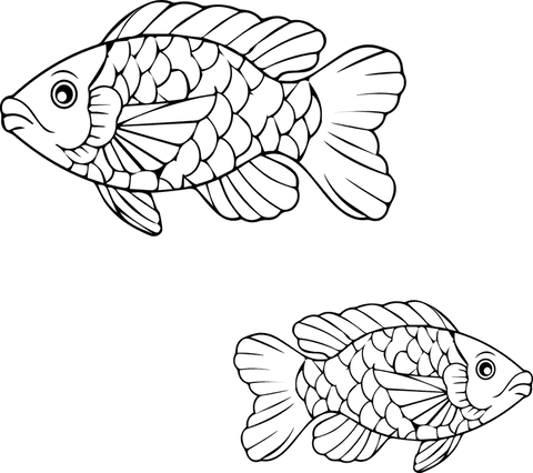 Transparent vector line drawing of two stylized fish with detailed scales