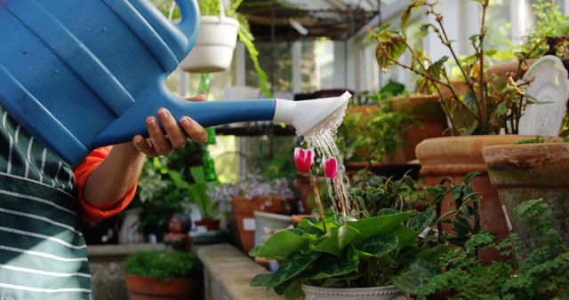 A close-up of a gardener in a green apron watering potted flowers using a blue watering can in a greenhouse. Ideal for use in articles, blogs, and websites about gardening, horticulture tips, plant care, and botanical gardens.