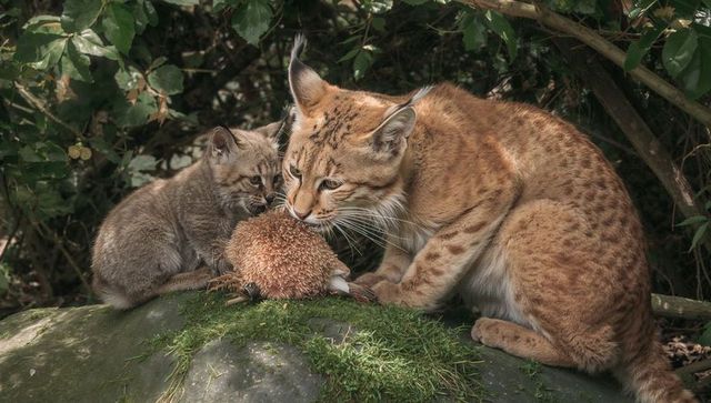 Closeup adult lynx and kitten inspecting hedgehog on mossy rock in woodland habitat