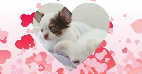 Adorable Puppies Cuddling in Heart-Shaped Frame with Pastel Hearts
