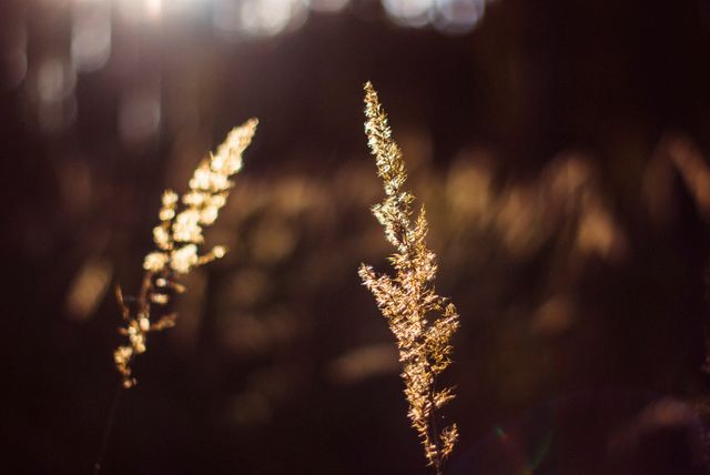 Sunlit Golden Wild Grasses in Field - Download Free Stock Photos Pikwizard.com