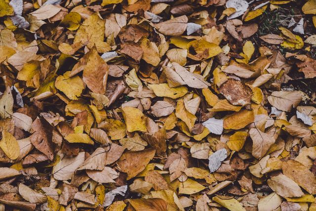 Beautiful Pile of Autumn Leaves on Ground - Download Free Stock Photos Pikwizard.com